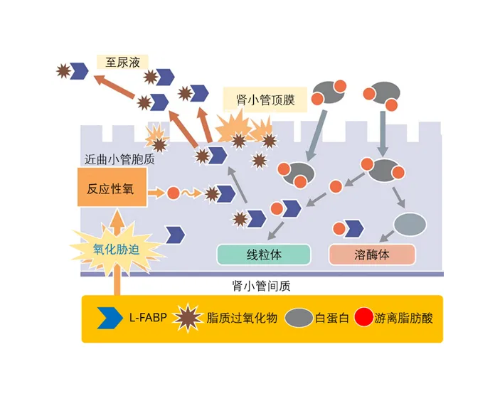 肝型脂肪酸結(jié)合蛋白（L-FABP）和檢測